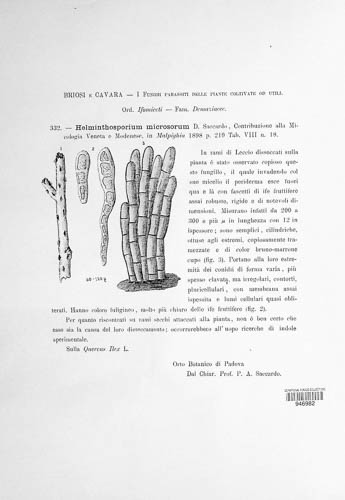Helminthosporium microsorum image